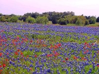 texas wildflowers 19 edited
