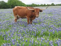 texas wildflowers 36 edited