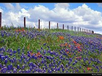 wildflowers