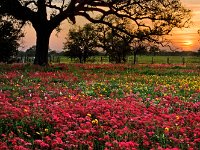 wildflowers007  Wildflower blooms in South Texas. : dead space, room for copy, copy space, exterior, outdoors, outside, nobody, no one, travel, tourism, tourist attraction, destination, vacation, wildfloers, flowers, texas, south texas, nature, pollination, creation, colorful, colors